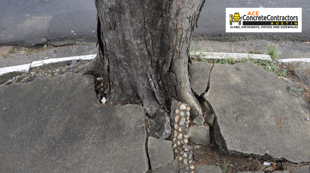 tree root damage of sidewalk